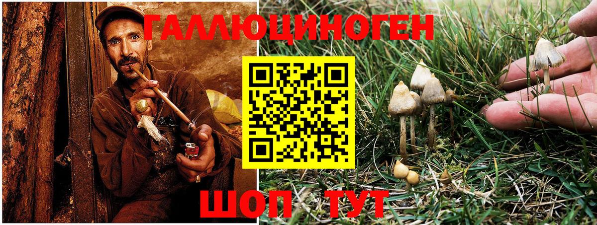 Галлюциногенные грибы Psilocybine cubensis  Вход с VPN  Курчатов 